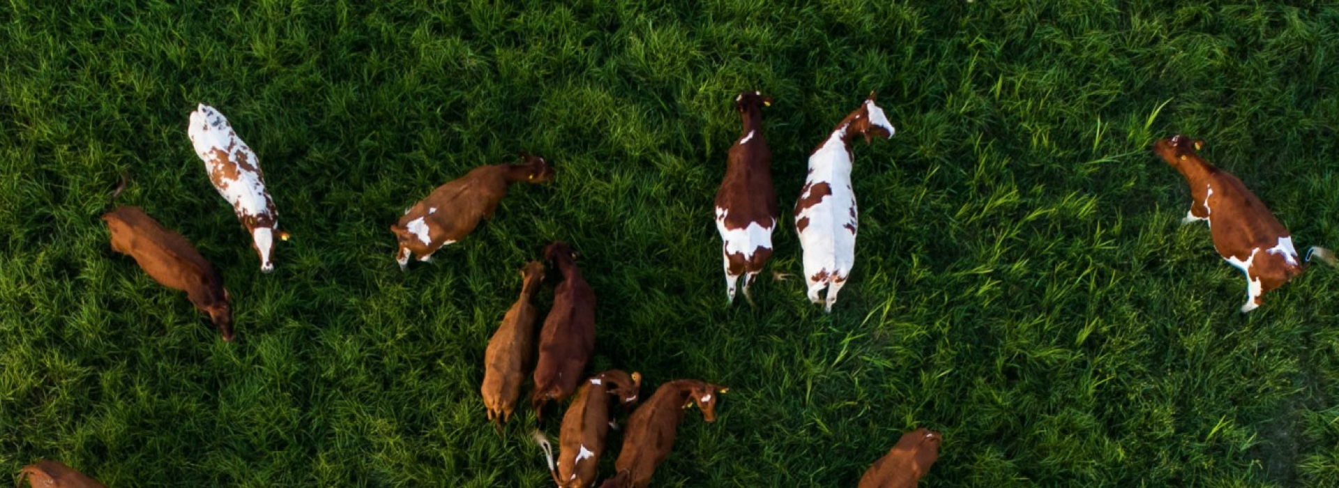 Overhead view of cows grazing